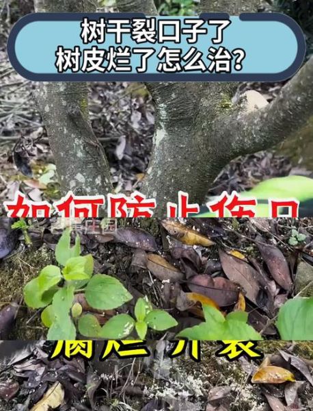 树干为什么会裂开_树干开裂怎么补救