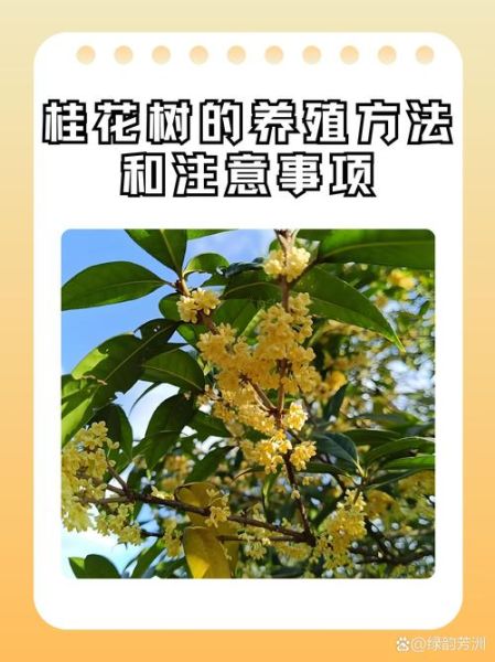桂花的花语是什么_桂花树怎么养才开花