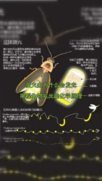 什么虫子会发光_萤火虫发光原理