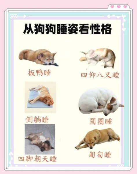 宠物睡觉姿势代表什么_狗狗睡觉打呼正常吗
