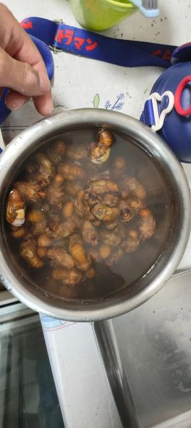 炸知了怎么做好吃_炸知了需要焯水吗