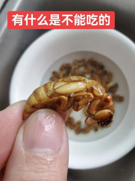 炸知了怎么做好吃_炸知了需要焯水吗