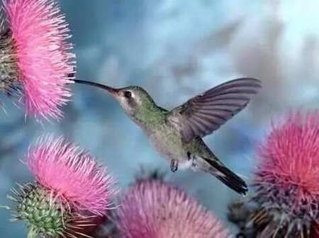 万鸟是什么_万鸟有哪些品种