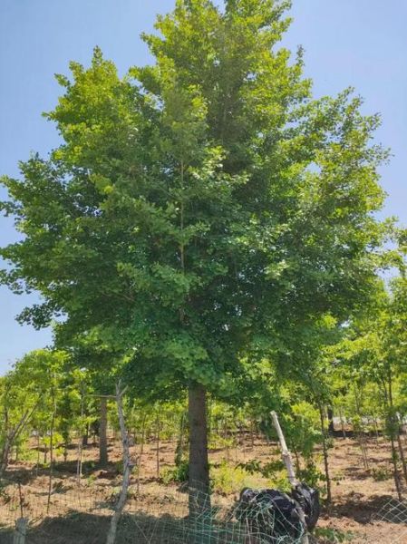 高大挺拔的树木有哪些_如何养护高大乔木