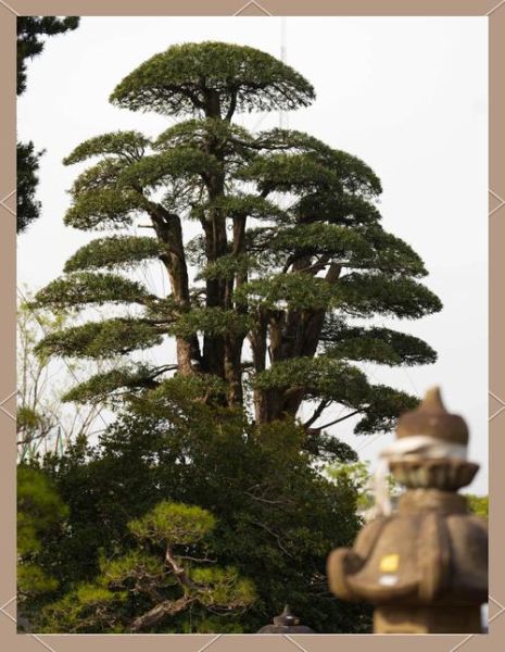 高大挺拔的树木有哪些_如何养护高大乔木