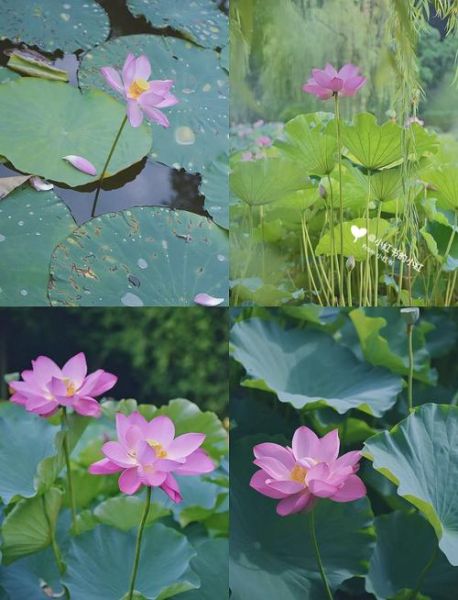 荷花丛拍照技巧_荷花丛在哪里看最好