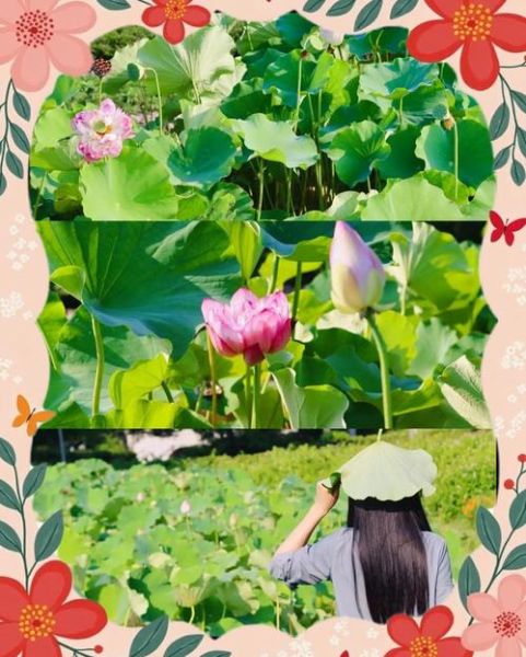 荷花丛拍照技巧_荷花丛在哪里看最好