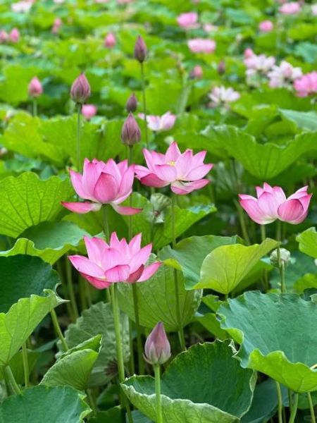 荷花丛拍照技巧_荷花丛在哪里看最好