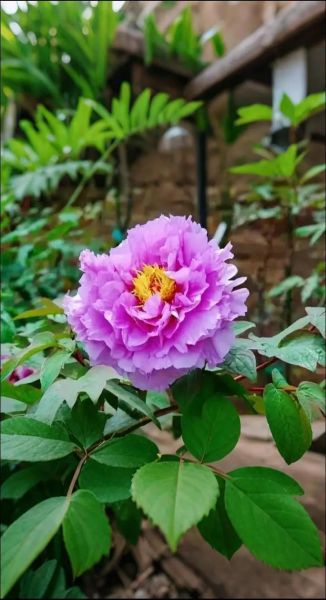 花儿为什么这样迷人_如何形容花儿迷人