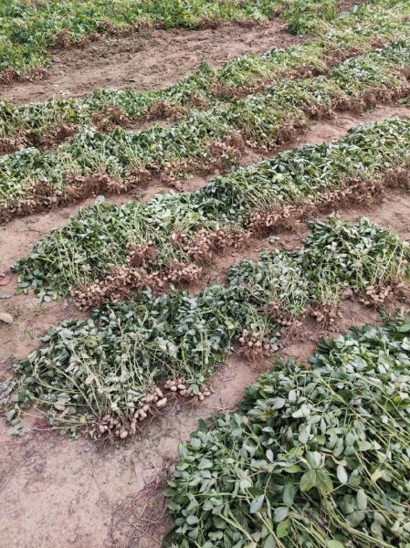 秋季花生什么时候收获_秋季花生怎么保存