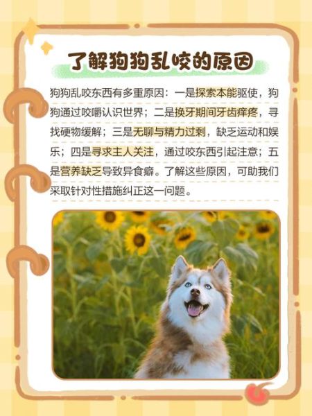 如何防止狗狗乱咬东西_狗狗乱跑怎么办