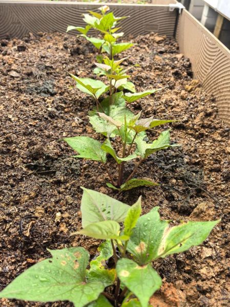 庄稼病虫害防治方法_庄稼施肥最佳时间