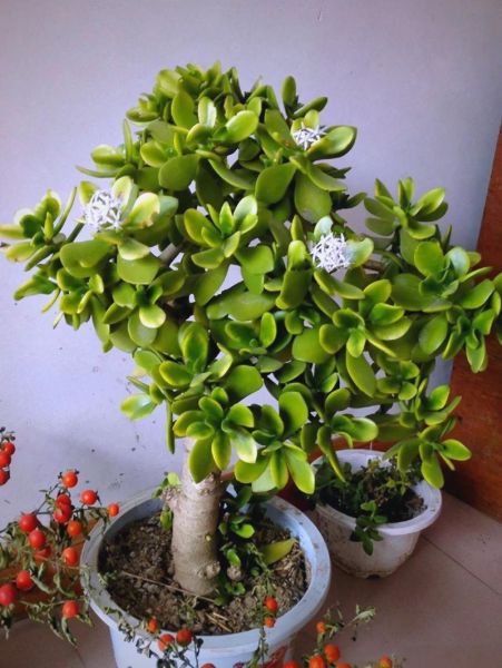 生机旺盛的植物有哪些_如何养护更旺盛