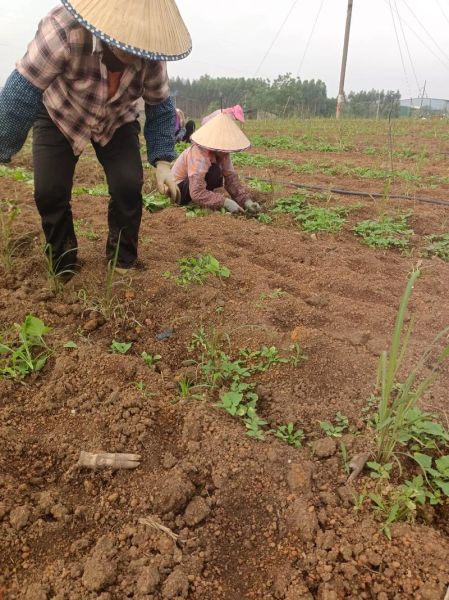 农活有哪些_农活怎么干