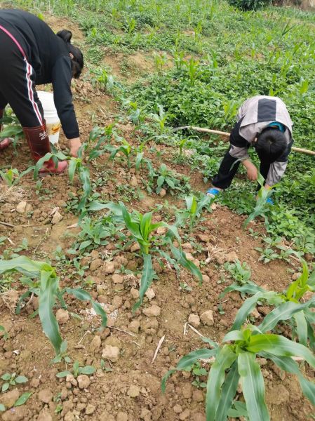 农活有哪些_农活怎么干