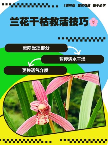 什么花枯了还能活_花枯了怎么救活