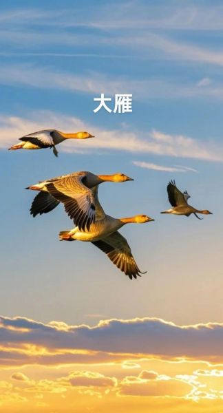 大雁飞_为什么排成人字形