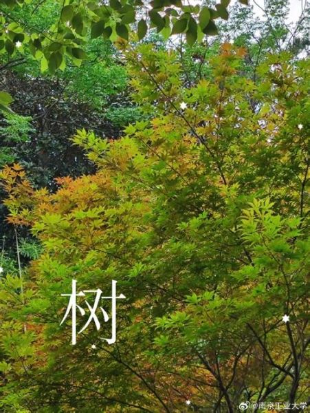 树木的绿有哪些词语_树木绿色词语大全