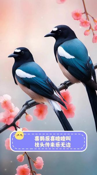喜鹊叫声像什么_喜鹊报喜是真的吗
