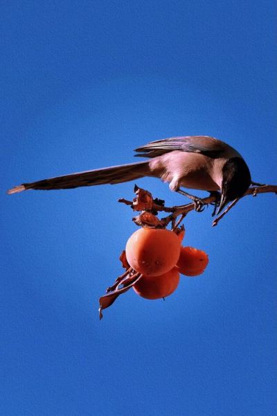 喜鹊叫声像什么_喜鹊报喜是真的吗