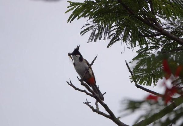 鸟为什么喜欢站在枝头_枝头对鸟有什么意义