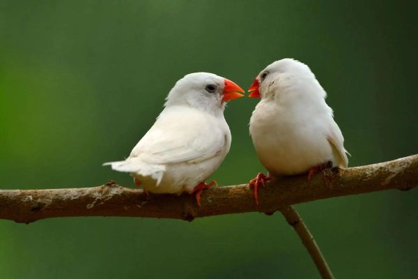 鸟为什么喜欢站在枝头_枝头对鸟有什么意义