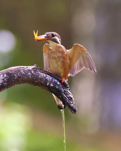 翠鸟长什么样_翠鸟吃什么食物