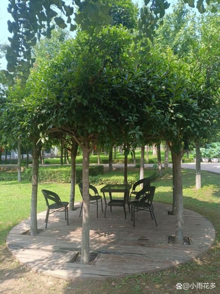 亭子适合种什么植物_亭子周围适合种什么树