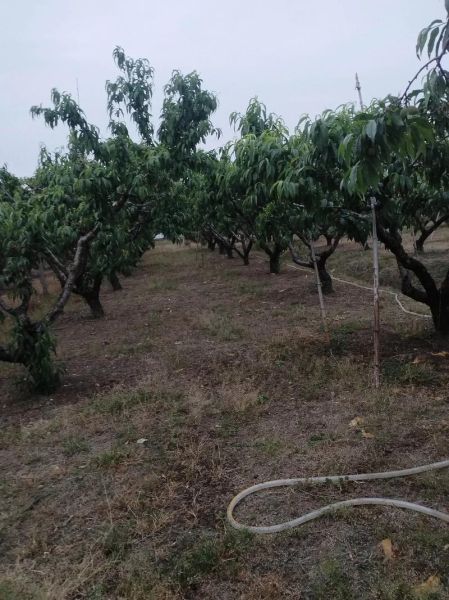 果园春天适合种什么果树_果园春天管理要点