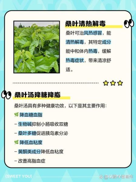 桑叶汤的做法_桑叶汤怎么煮才更养生