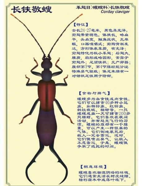 虫子是词语吗_虫子属于什么词类