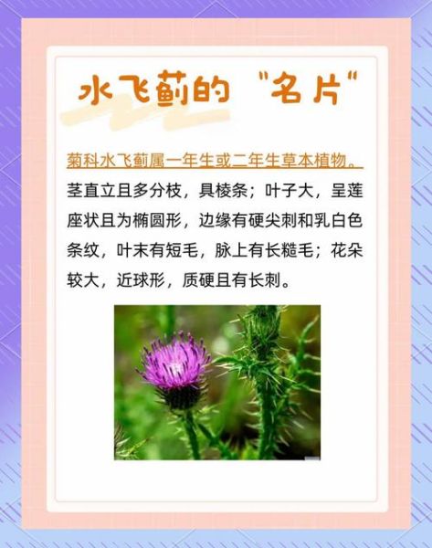 保护的人有哪些称呼_守护者别称大全