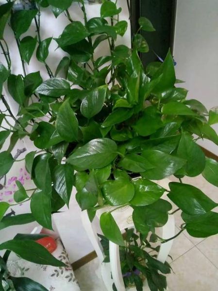 绿色茂盛的植物有哪些_如何让绿植更茂盛