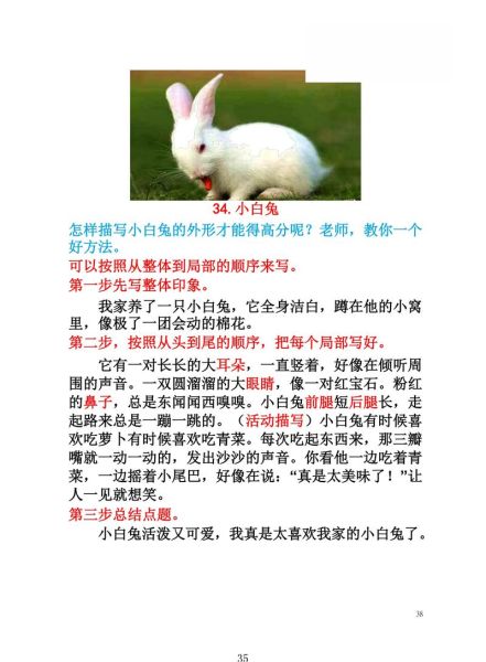 兔子怎么描写_描写兔子的词语有哪些