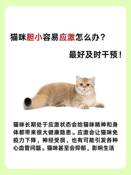 可爱胆小的猫怎么训练_胆小猫咪多久适应新家
