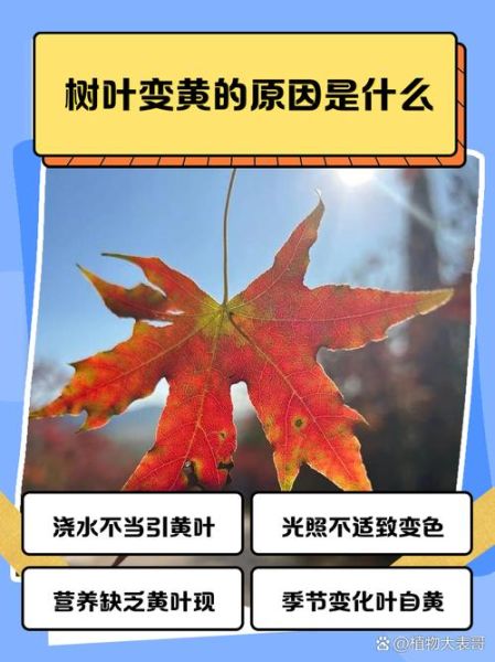 落叶颜色有哪些_落叶为什么会变色