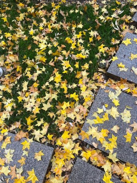 落叶颜色有哪些_落叶为什么会变色