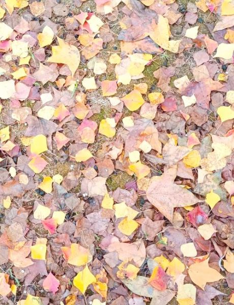 落叶颜色有哪些_落叶为什么会变色