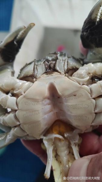 蟹壳为什么坚硬_蟹壳颜色有哪些