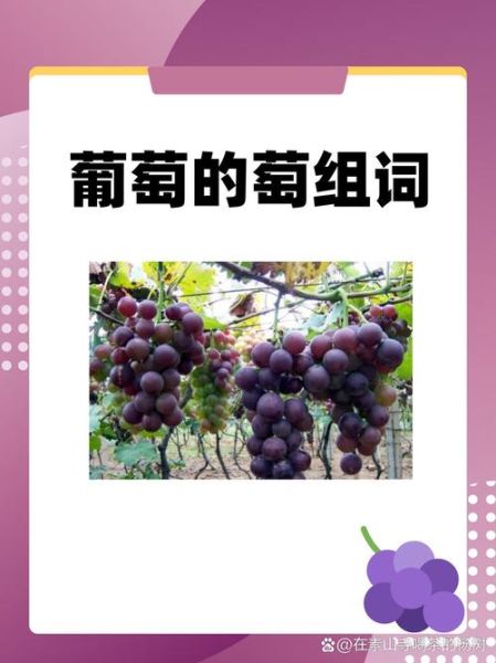 葡萄的abb词语有哪些_葡萄的abb词语怎么写