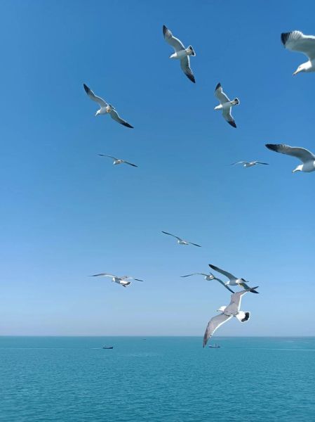 大海蓝是什么颜色_大海蓝和天蓝区别