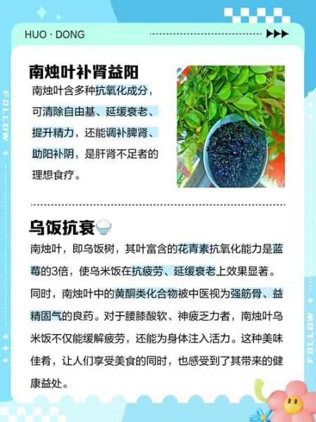 乌米饭怎么做_乌米饭的功效与作用