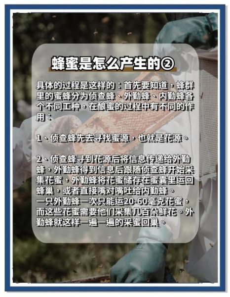 蜜蜂酿蜜过程_蜜蜂如何采蜜酿蜜