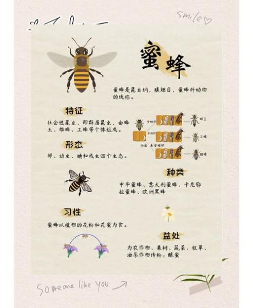 蜜蜂酿蜜过程_蜜蜂如何采蜜酿蜜