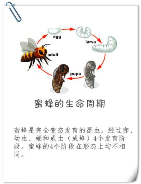 蜜蜂酿蜜过程_蜜蜂如何采蜜酿蜜