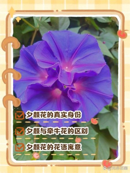 花颜形容什么_花颜的词语有哪些