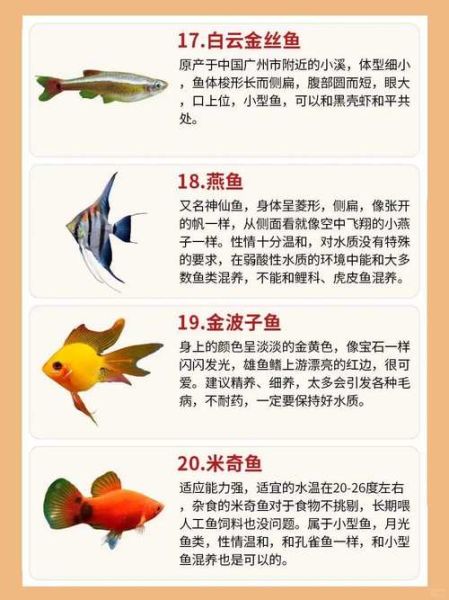 金鱼怎么写词语_金鱼相关词语大全