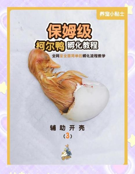 鸭蛋生蛋怎么回事_鸭蛋生蛋周期多久