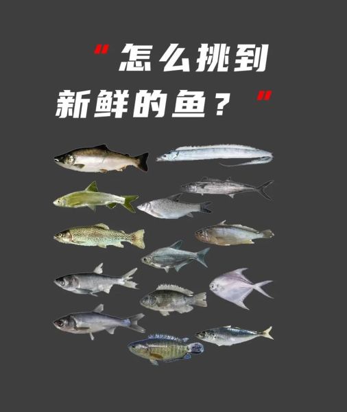 鲜鱼怎么挑选_鲜鱼新鲜度判断方法