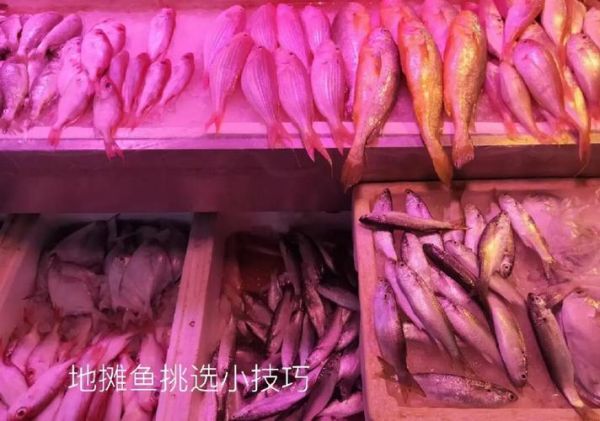 鲜鱼怎么挑选_鲜鱼新鲜度判断方法